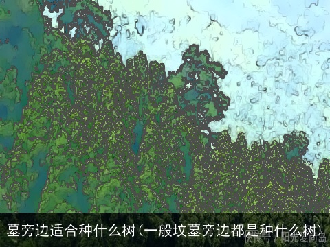 墓旁边适合种什么树(一般坟墓旁边都是种什么树)