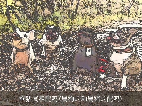 狗猪属相配吗(属狗的和属猪的配吗)