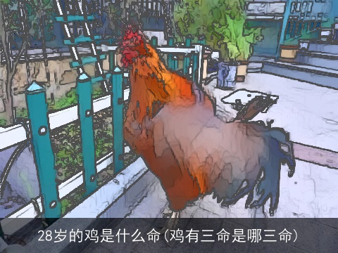 28岁的鸡是什么命(鸡有三命是哪三命)