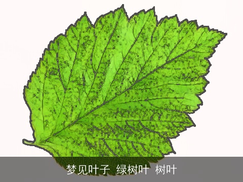 梦见叶子 绿树叶 树叶
