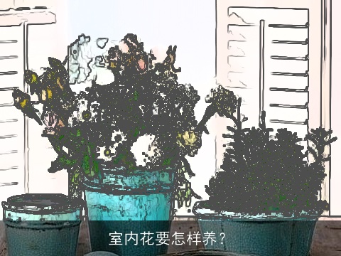 室内花要怎样养？