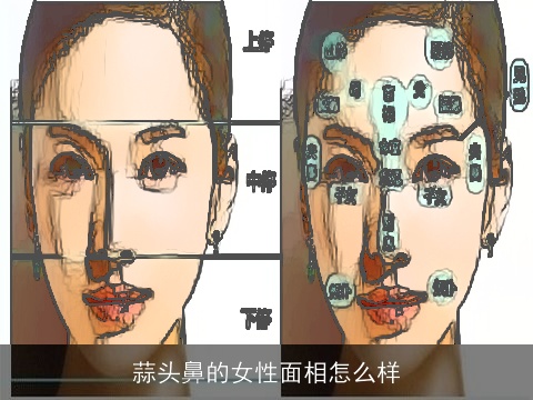 蒜头鼻的女性面相怎么样
