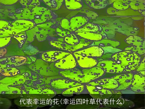 代表幸运的花(幸运四叶草代表什么)