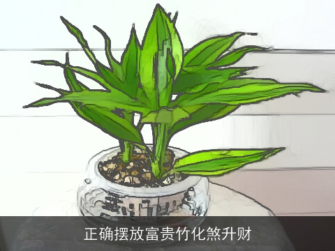 正确摆放富贵竹化煞升财