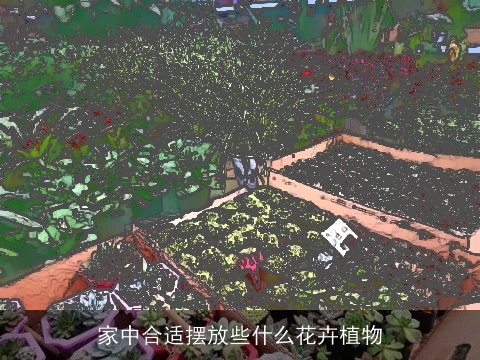 家中合适摆放些什么花卉植物