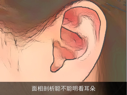 面相剖析聪不聪明看耳朵