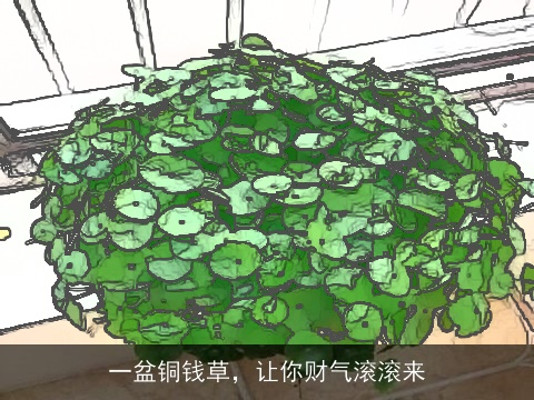 一盆铜钱草，让你财气滚滚来