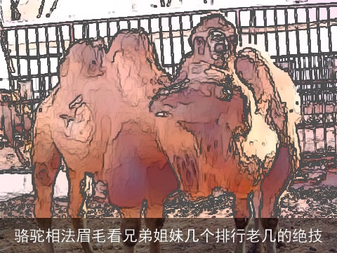 骆驼相法眉毛看兄弟姐妹几个排行老几的绝技