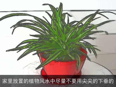 家里放置的植物风水中尽量不要用尖尖的下垂的