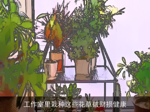 工作室里栽种这些花草破财损健康