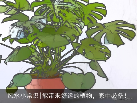 风水小常识|能带来好运的植物，家中必备！
