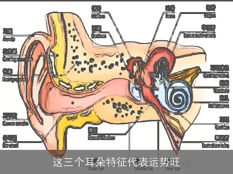这三个耳朵特征代表运势旺