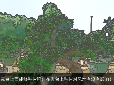 露台上面能够种树吗！在露台上种树对风水有没有影响！
