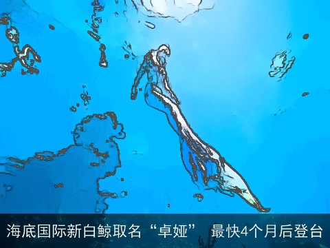 海底国际新白鲸取名“卓娅” 最快4个月后登台