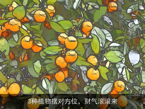 3种植物摆对方位，财气滚滚来