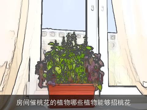 房间催桃花的植物哪些植物能够招桃花