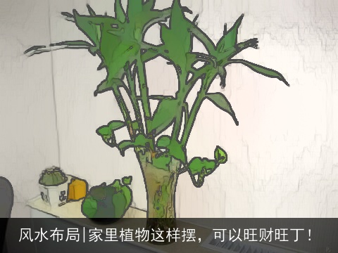 风水布局|家里植物这样摆，可以旺财旺丁！