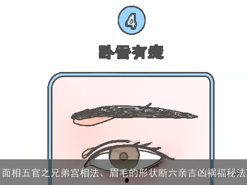 面相五官之兄弟宫相法、眉毛的形状断六亲吉凶祸福秘法