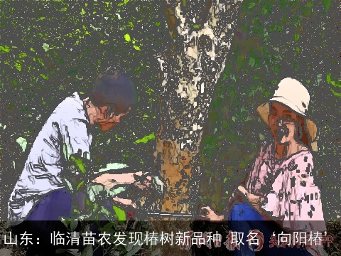 山东：临清苗农发现椿树新品种 取名‘向阳椿’