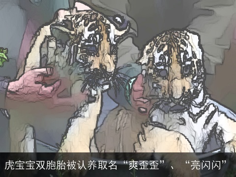 虎宝宝双胞胎被认养取名“爽歪歪”、“亮闪闪”