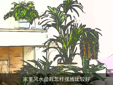家里风水盆栽怎样摆放比较好