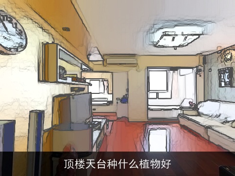 顶楼天台种什么植物好