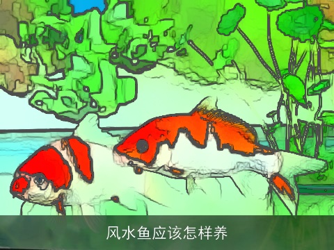 风水鱼应该怎样养