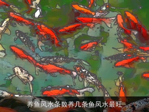 养鱼风水条数养几条鱼风水最旺