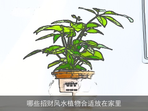 哪些招财风水植物合适放在家里