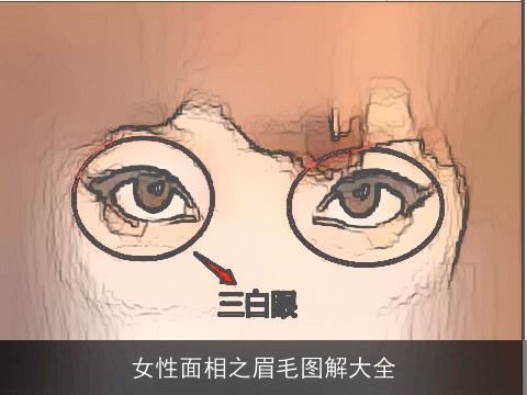 女性面相之眉毛图解大全