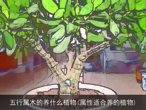 五行属木的养什么植物(属性适合养的植物)
