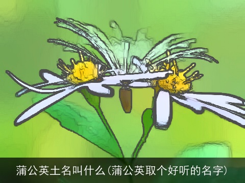 蒲公英土名叫什么(蒲公英取个好听的名字)