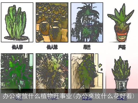 办公桌放什么植物旺事业(办公桌放什么花好看)