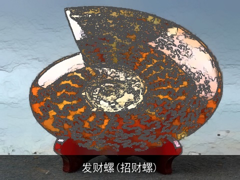 发财螺(招财螺)
