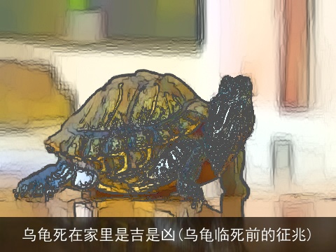 乌龟死在家里是吉是凶(乌龟临死前的征兆)