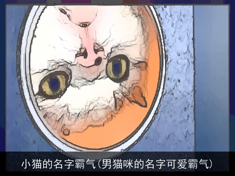 小猫的名字霸气(男猫咪的名字可爱霸气)