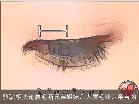 骆驼相法论眉毛断兄弟姐妹几人眉毛断六亲吉凶