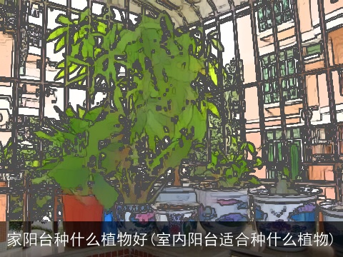 家阳台种什么植物好(室内阳台适合种什么植物)