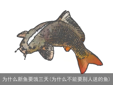 为什么新鱼要饿三天(为什么不能要别人送的鱼)