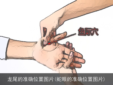龙尾的准确位置图片(蛇眼的准确位置图片)