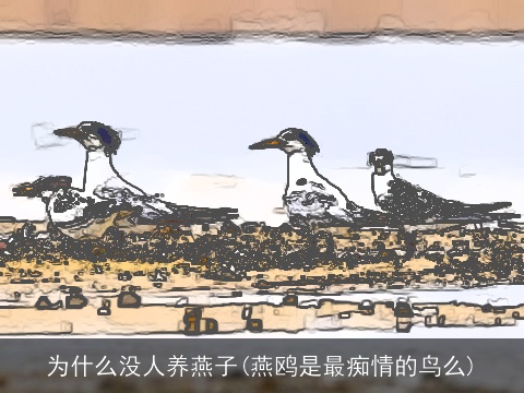 为什么没人养燕子(燕鸥是最痴情的鸟么)