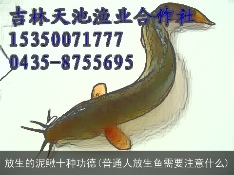 放生的泥鳅十种功德(普通人放生鱼需要注意什么)