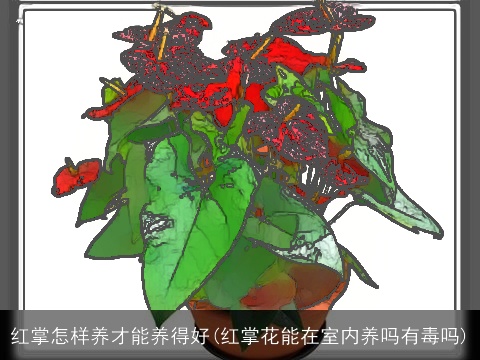 红掌怎样养才能养得好(红掌花能在室内养吗有毒吗)
