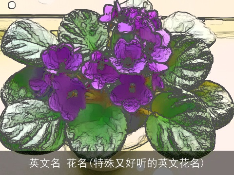 英文名 花名(特殊又好听的英文花名)