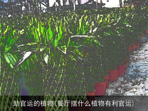 助官运的植物(餐厅摆什么植物有利官运)