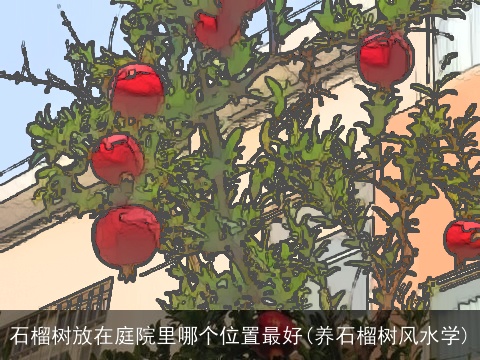 石榴树放在庭院里哪个位置最好(养石榴树风水学)