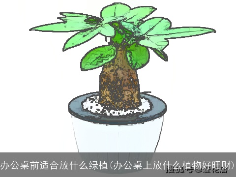 办公桌前适合放什么绿植(办公桌上放什么植物好旺财)