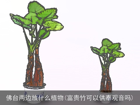 佛台两边放什么植物(富贵竹可以供奉观音吗)