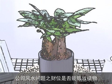 公司风水问题之财位是否能够放植物