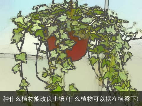 种什么植物能改良土壤(什么植物可以摆在横梁下)